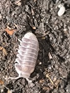 Cubaris Black Panda – 10 sztuk + wyprawka startowa | Czarne isopody