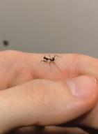 Modliszka liściogłowa Phyllocrania paradoxa