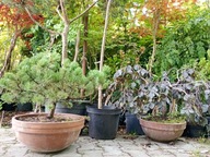 Sosna pinia włoska 12 lat w donicy ceramicznej szczepiona gęsto igłowa inna