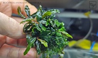 Bucephalandra sp. Gianmara kolekcja od fibell
