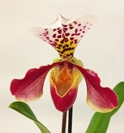 storczyk paphiopedilum sabotek 4