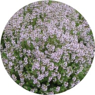 Macierzanka, Tymianek 'Compactus'