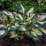 Funkia Hosta 'Hans' sadzonka donica 2L