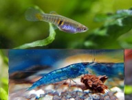 Drobnotka Nadobna para Krewetki Niebieskie Blue 5x do nanoakwarium 20l