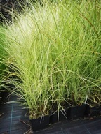 MISKANT CHIŃSKI "MORNING LIGHT" Sadzonka d.1,5 l