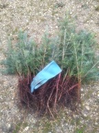 Jodła Jednobarwna Kalifornijska