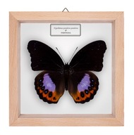Motyl w gablotce Hypolimnas pandarus pandarus