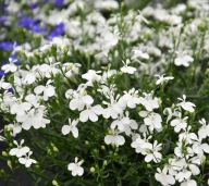 Lobelia BIAŁA zwisająca Curacao Basket White