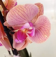 PHALENOPSIS storczyk 1.05