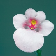 Diascia barberae Flying Colors Appleblossom