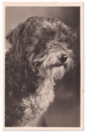 Pies psy pasterski Pumi ? 1943r.