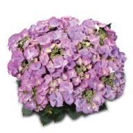 Hortensja - Macrophylla - Tiffany Purple DUŻA SADZONKA 5L