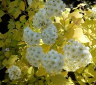 Tawuła van Houtte'a Gold Fountain (158) - 3 l