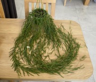 Hoya linearis pęd ok.130 cm, ze zdjęcia, DŁUGA, GĘSTA, KWITNIE