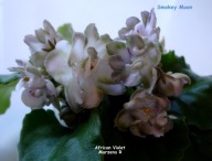 Fiołek afrykański @cięty liść @ Smokey Moon @ standard
