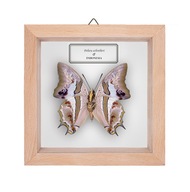 Motyl w gablotce Polyura schreiberi