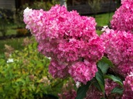 HORTENSJA MELBA FRAISE KRÓLOWA CZERWIENI