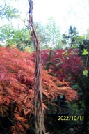 Dereń warkoczowy kousa szczepiony wąski inny