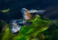 Czerwone długopłetwe Gupiki 4 młode samce do akwa dekoracyjnego