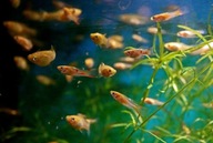 Rybki i rośliny dla opornych zestaw Gold