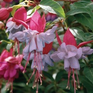 Fuksja ZIMOTRWAŁA Fuchsia HEIDI ANNE pełna