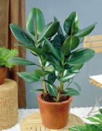 Ficus Fikus elastica melany SADZONKA 55 cm