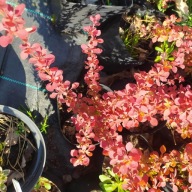 Berberys thunberga Red Coral