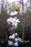 Magnolia warkoczowa biała-rózowa 150cm szczepiona wąska inna