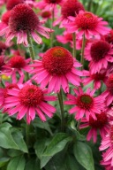 JEŻÓWKA PURPUROWA "DELICIOUS CANDY" Echinacea sadzonka
