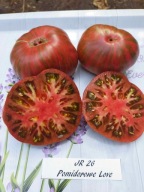 Pomidor JR 26 krzyżówka Jarsona piękna zebra nasiona kolekcjonerskie