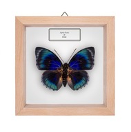 Motyl w gablotce Agrias beata 2