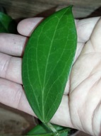 Hoya Hoja CUTIS PORCELANA cięta