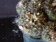 Kaktusy: Frailea sp. Itangorii