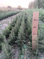 Świerk pospolity sadzonki 15-30 cm komplet 100 sztuk PRODUCENT