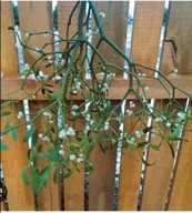 Jemioła świeża -Piękne Gałązki na Święta ! idealna dekoracja