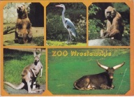 WROCŁAW - ZOO - NIEDŹWIEDŹ - CZAPLA SIWA - PAWIAN - KANGUR RUDY - WATUSSI