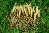 CZOSNEK NIEDŹWIEDZI CEBULKI DORODNE SADZONKI 50 SZTUK