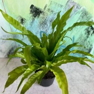 Asplenium Antiquum Paproć Japońska SADZONKA 40 cm