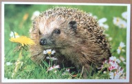 POCZTÓWKA - JEŻYK NA KWIECISTEJ ŁĄCE - FOTO - H. Sielmann Stiftung, karnet