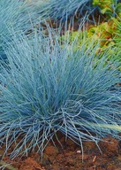 Trawa niebieska w pojemniku 15 cm wieloletnia mrozoodporna ozdoba ogrodu