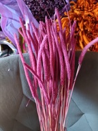 tymotka naturalna różowa suszona susz krajowy zboże bukiet na palmy