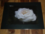 LUCYNA KUŚNIERCZYK - "Mikrokosmos" - kwiaty - FOTOGRAFIA ARTYSTYCZNA