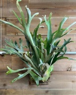 Platycerium bifurcatum Łosie rogi WISZĄCA DONICZKA SADZONKA 50 cm