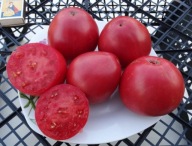 Pomidor Sterling Old Norwey malinowo czerwone serca nasiona kolekcjonerskie