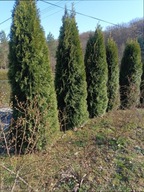 TUJA SMARAGD SADZONKI DOSKONAŁA NA PŁOTY 5 SZT