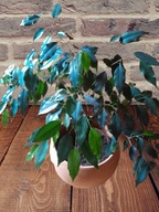 Fikus Danielle Ficus Benjamin Zielony Piękny Duży