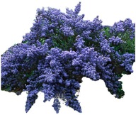 Prusznik 'Blue Jeans' - niebieski krzew