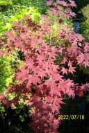 Klon czerwony ersol tarasowy palmowy japoński inny