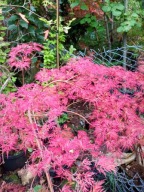 Klon dissectum pendula mini 12 letni inny