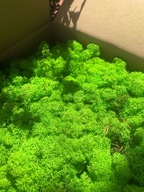 Mech Chrobotek Premium 100g